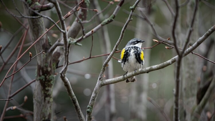 There's never been a better time to take up the hobby of birdwatching. Smartphone apps help identify species. And this region is a mecca for hundreds of different bird species. Here, a Yellow-rumped Warbler takes a break at Tawas Point.