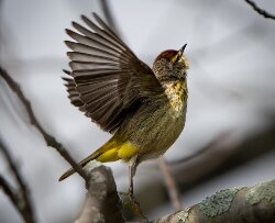 Birds list