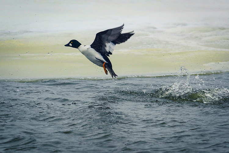 The Saginaw Basin Land Conservancy is releasing a series of videos on social media, beginning with one on identifying birds. This is a Common Goldeneye Duck.