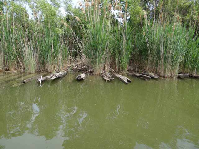 Remnants of a cordurouy road visibule at Hull's Trace on the Huron River. Credit: River Raisin National Battlefield Park