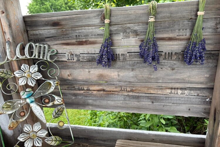 The Fields at Linwood, a lavender farm in Bay County, hosts its annual Open Fields event from July 4-6.