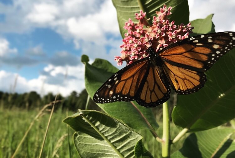 Milkweed is the only plant where monarch butterflies lay their eggs. Monarch females will 'taste' milkweed with their feet prior to laying eggs on it. 