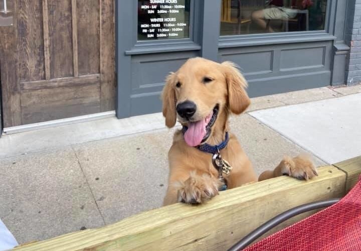 Tucker peeks over the fence to see what’s happening.