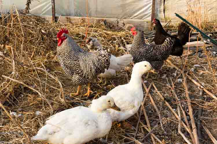 Ducks and chickens at Long Valley Farm near Comstock.  