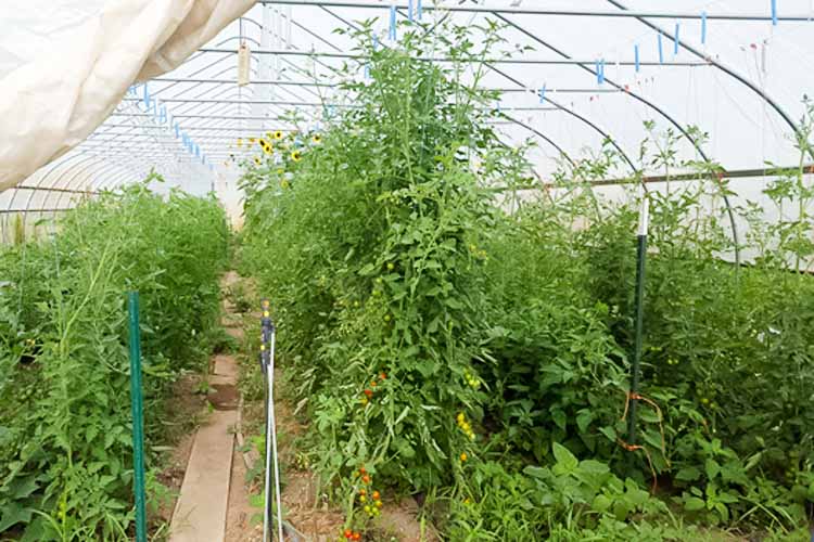 A simple design, the hoophouse captures heat to extend a farmer's growing season. 