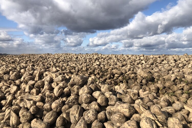 Every year, at four production facilities, Michigan Sugar Company turn tons of beets into 1 billion pounds of sugar. This year, it's investing $65 million in a new process to ramp up sugar production.