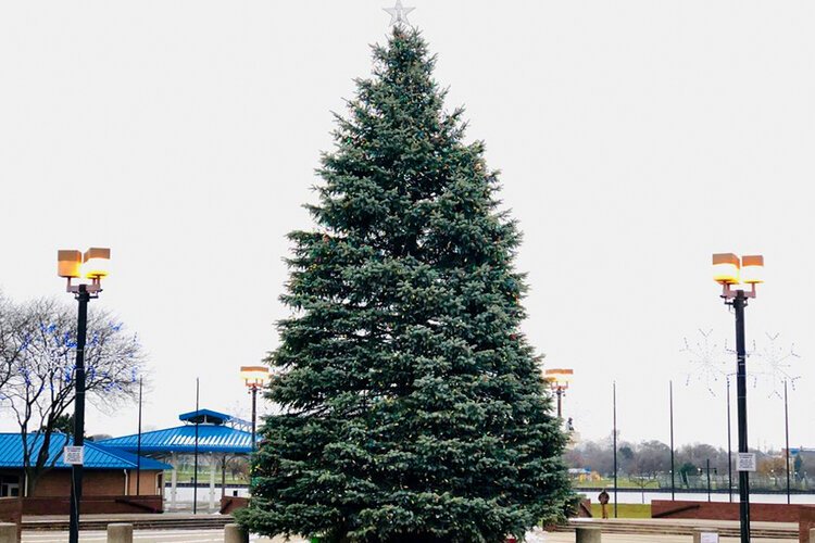Each year, a large, lighted Christmas tree is placed in Bay City’s Wenonah Park, marking the start of the holiday season. 