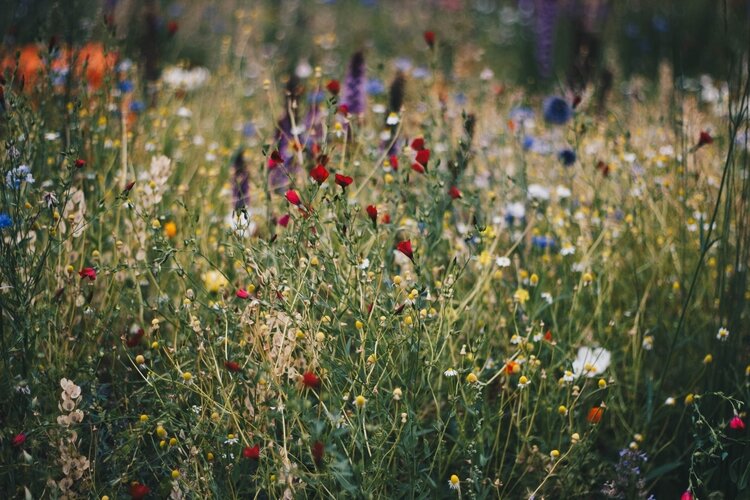 The Saginaw Basin Land Conservancy is planting flowers on vacant lots to make maintenance easier and encourage developers to consider the properties.