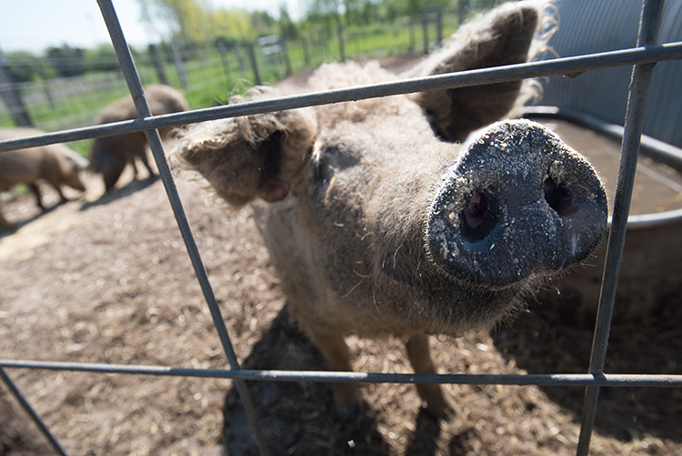 Pigs at Pure Mangalista-Photo Dave Trumpie