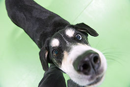dog