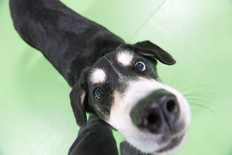 Doggy Daycare & Spa Lansing - Photo Dave Trumpie