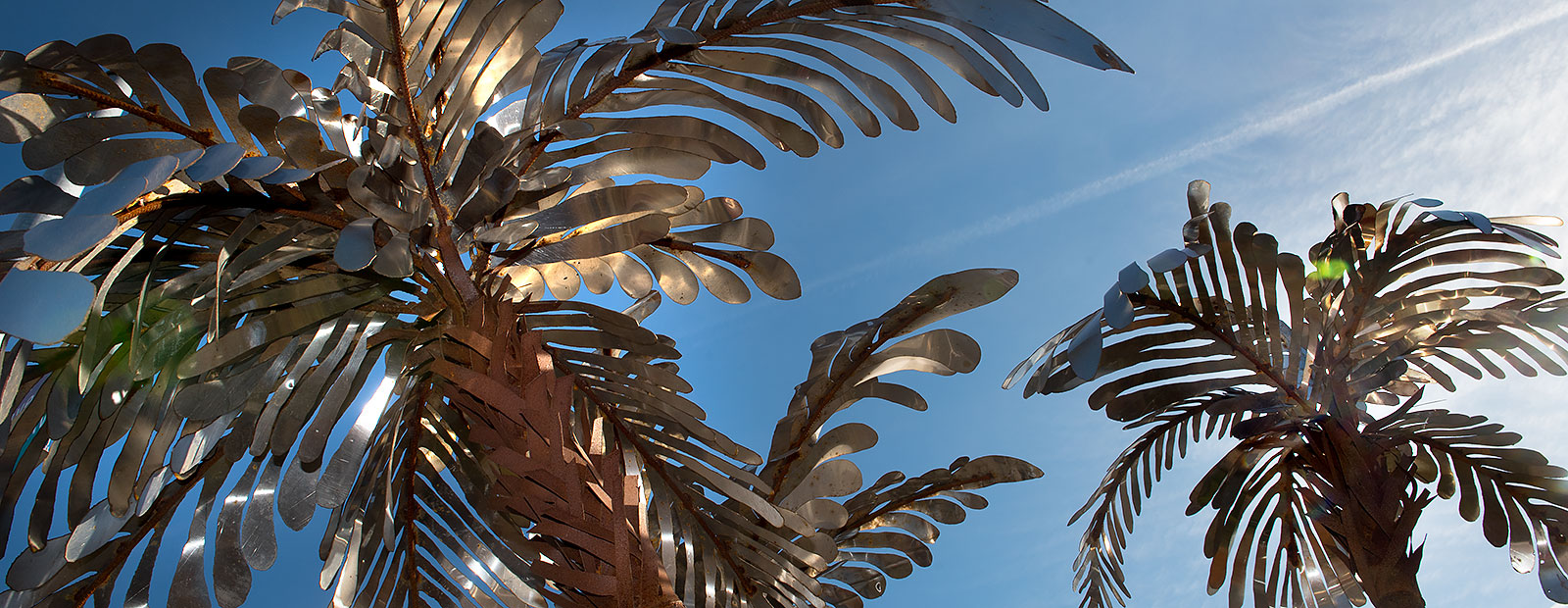 Palm Trees in Old Town-Photo Dave Trumpie