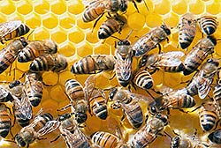 bee slideshow thumb