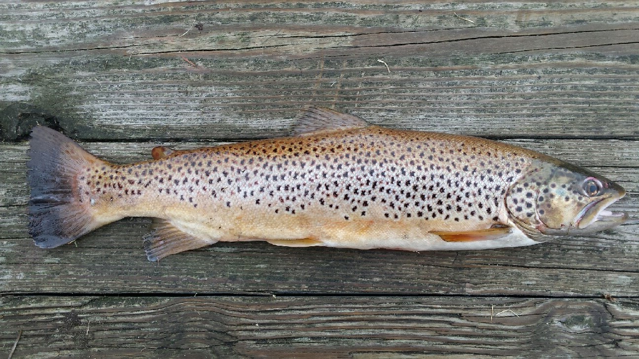 Brown trout aren't native to Michigan, though many people assume they are.