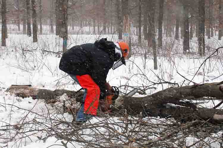 Chainsaw training through the Vets to Ag program