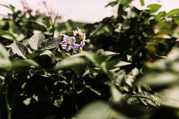 Potatoes in their early stages