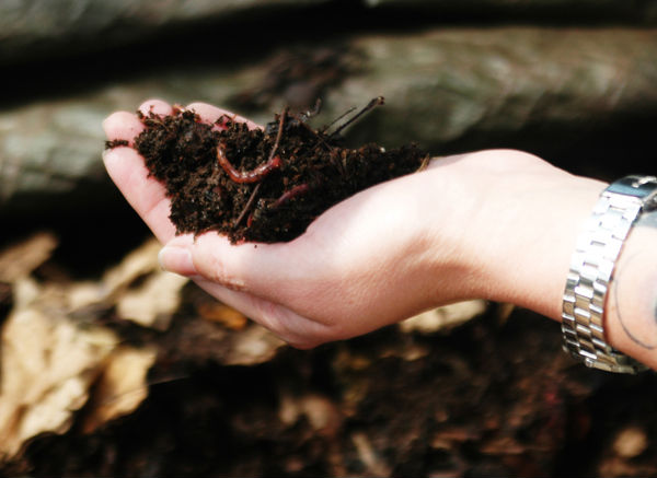 Worms in Compost