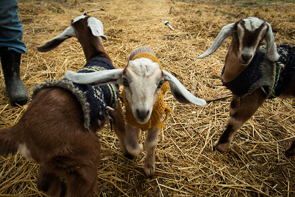 Goats at the Michigan Folk School
