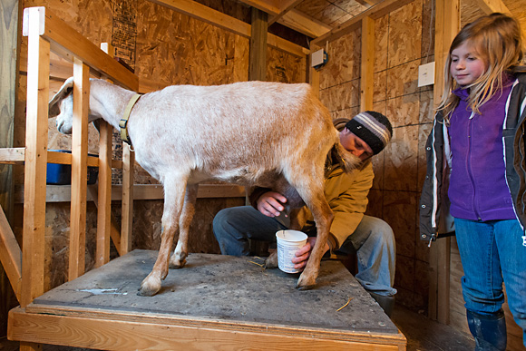 Jason Gold and his daughter milk a goat at the Michigan Folk School