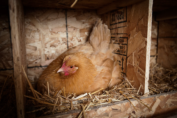 Laying eggs at the Michigan Folk School