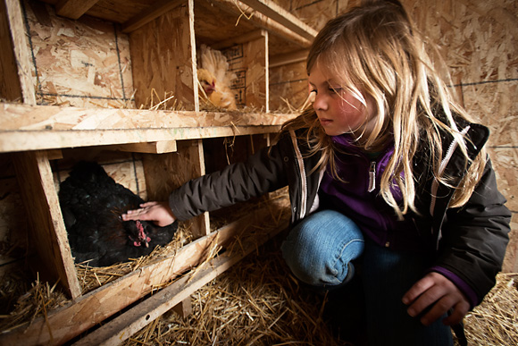 Jason Gold's daughter gathering eggs at the Michigan Folk School