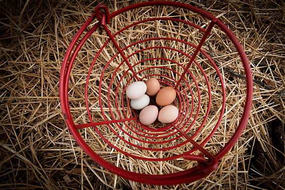 Eggs from the Michigan Folk School