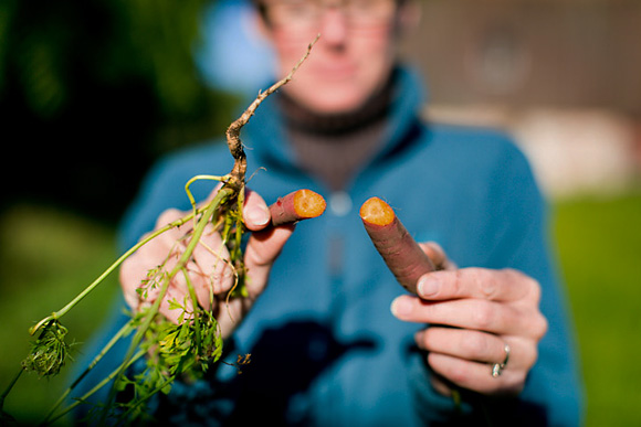 Carrot grown on Campbell-DeYoung Farm by Andrew Williamson