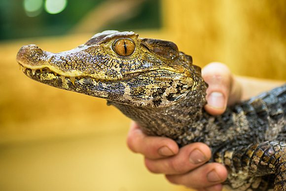 Great Lakes Zoological Society