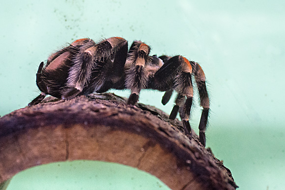 Great Lakes Zoological Society