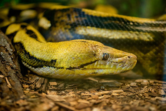 Great Lakes Zoological Society