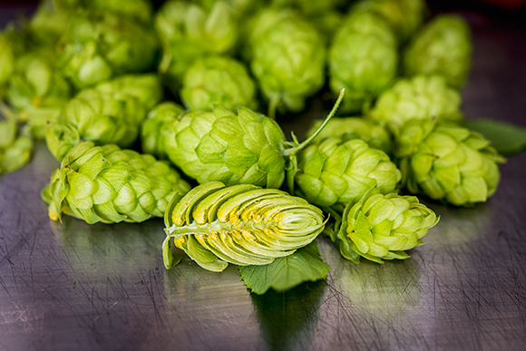 Hops at Bitter Old Fecker Rustic Ales' Brewery