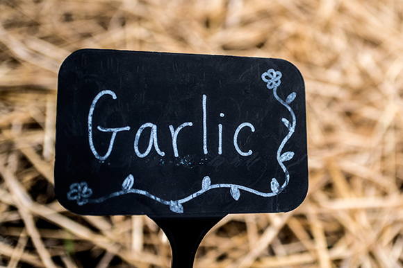 The Tappan Middle School Gardens