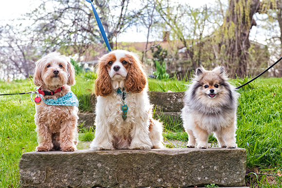 Westside dogs looking for a downtown dog park