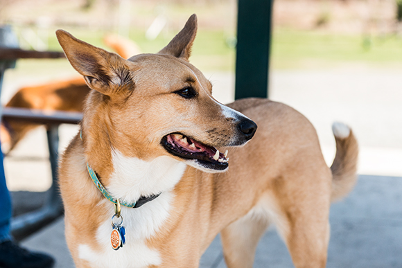 Olson Park Dog Park