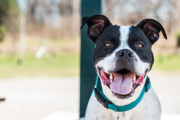 Olson Park Dog Park