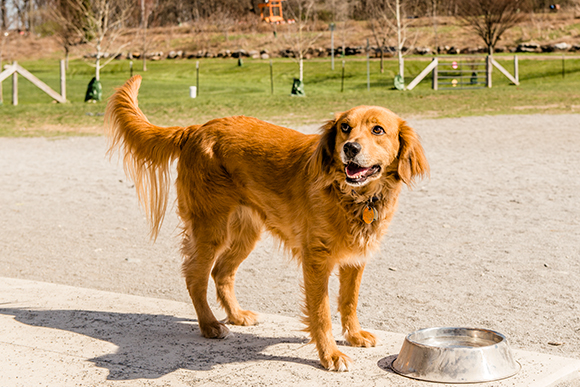 Olson Park Dog Park