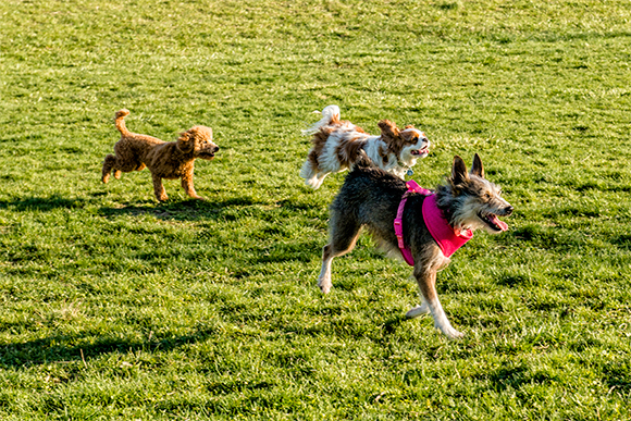 Swift Run Dog Park