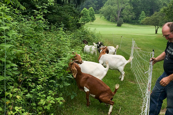 Goats on Radrick Golf Course