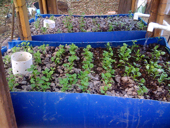 The early barrel version of the Oasis Aquaponics system