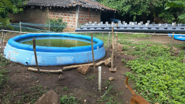 The Oasis Aquaponics system