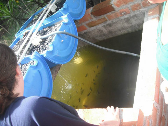 The early barrel version of the Oasis Aquaponics system