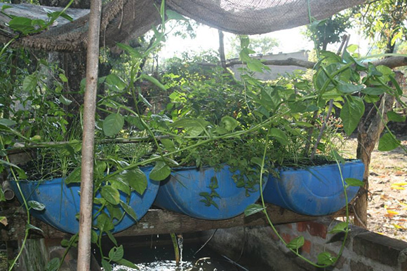 The early barrel version of the Oasis Aquaponics system