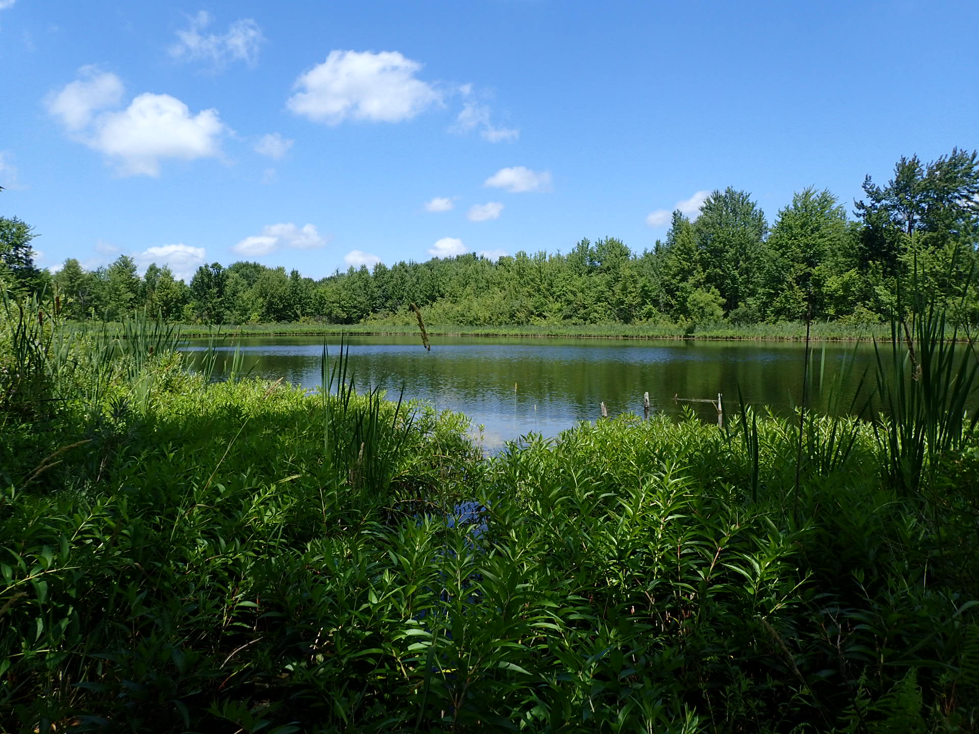 The Ann Arbor Greenbelt's newest conservation easement.