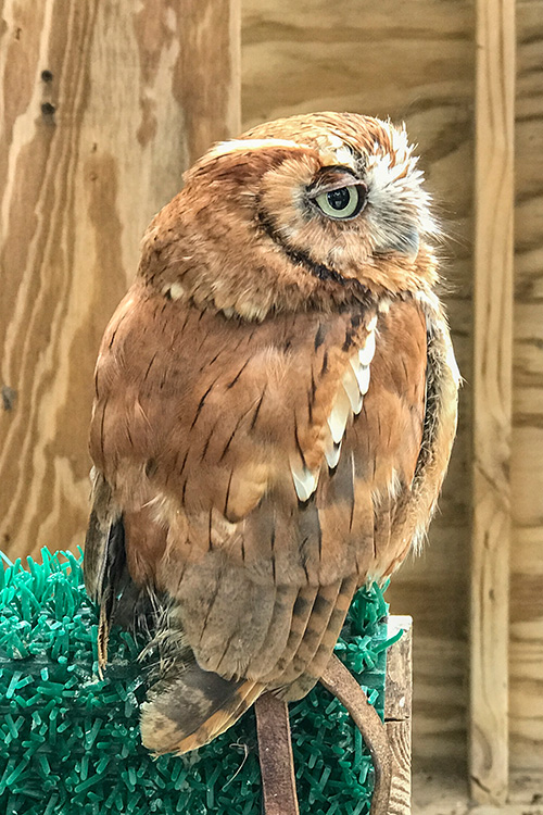 An owl at the Leslie Science & Nature Center's Raptor Enclosures