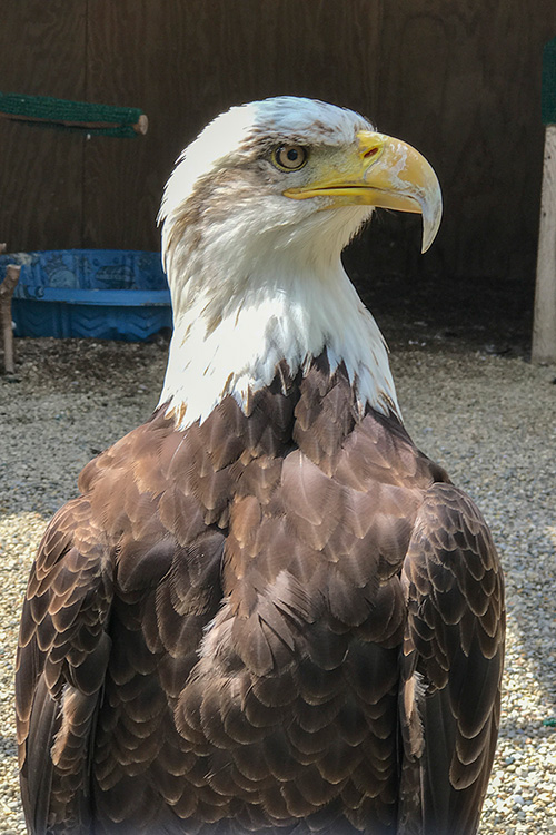 A Bald Eagle at the Leslie Science & Nature Center's Raptor Enclosures