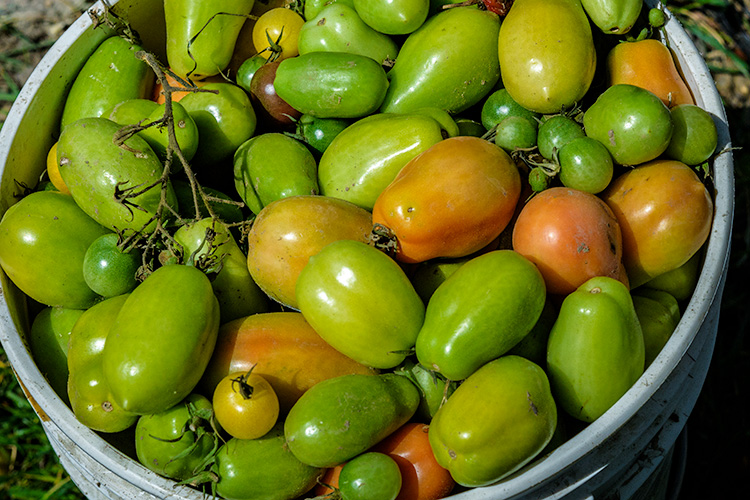 Tomatoes from Parkridge Community Garden