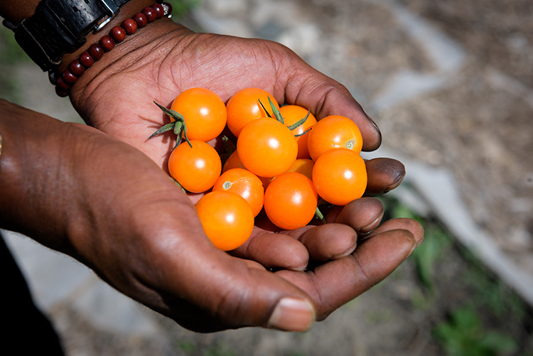 Tomatoes from Parkridge Community Garden