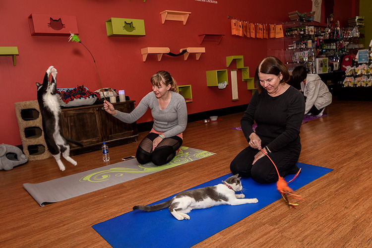 Cat yoga at Tiny Lions Lounge and Adoption Center