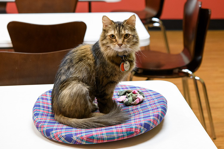 Cat yoga at Tiny Lions Lounge and Adoption Center