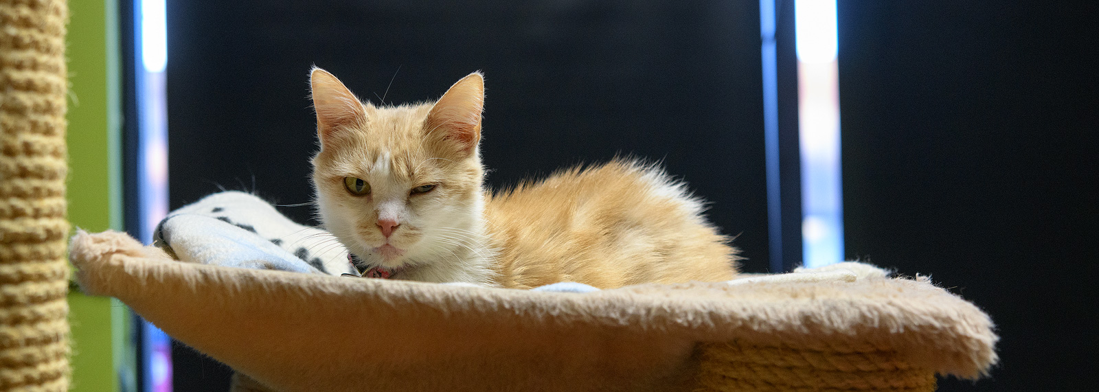 Cat yoga at Tiny Lions Lounge and Adoption Center